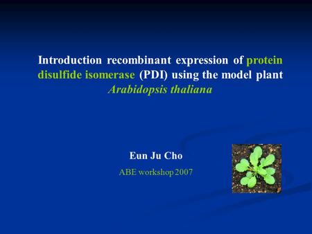 Introduction recombinant expression of protein disulfide isomerase (PDI) using the model plant Arabidopsis thaliana Eun Ju Cho ABE workshop 2007.