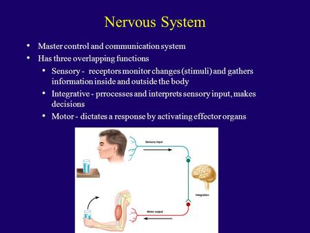 Nervous System Master control and communication system Has three overlapping functions Sensory - receptors monitor changes (stimuli) and gathers information.