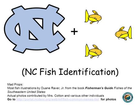 (NC Fish Identification)