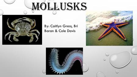 Mollusks By: Caitlyn Gress, Bri Baran & Cole Davis.