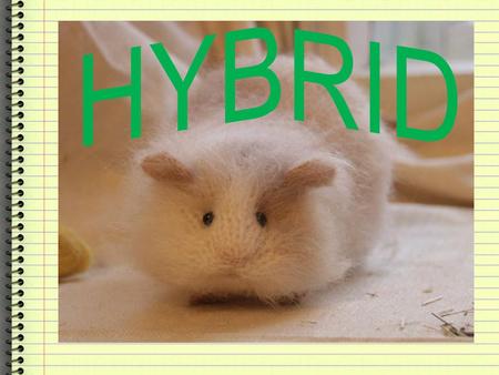 What is Hybrid? These are animals of any offspring resulting from the mating of two distinctly homozygous or purebred individuals. Also has one dominant.