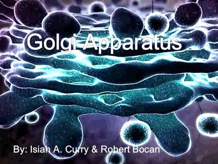 By: Isiah A. Curry & Robert Bocan.  A.K.A. The Golgi body or Golgi complex found in both plant and animal cells.  Functions as a factory in which proteins.