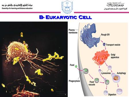 B- Eukaryotic Cell. 3- The Endomembrane System a)The endoplasmic reticulum is a manufacturer membrane and performs many other biosynthetic functions.