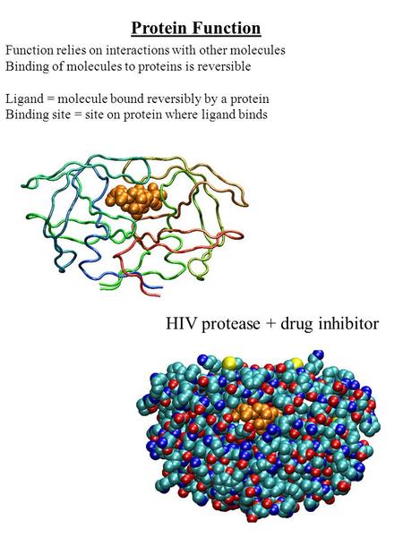 HIV protease + drug inhibitor
