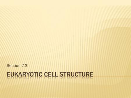 Eukaryotic cell structure
