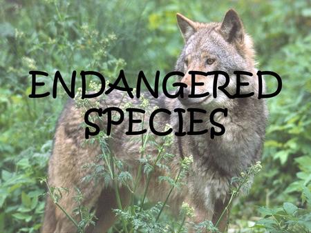 ENDANGERED SPECIES Endangered Species.
