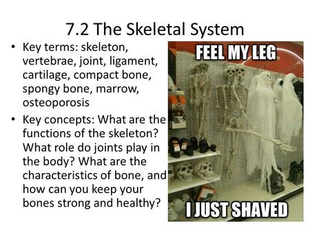 7.2 The Skeletal System Key terms: skeleton, vertebrae, joint, ligament, cartilage, compact bone, spongy bone, marrow, osteoporosis Key concepts: What.