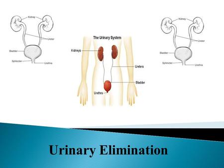 Urinary Elimination. 1. Kidneys 2. Ureters 3. Bladder 4. Urethra.