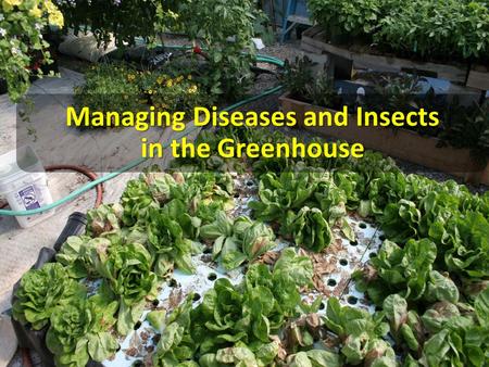 Managing Diseases and Insects in the Greenhouse. The Greenhouse: A Plant Pest “Factory” Most GH plants are susceptible to one or more diseases and pests.