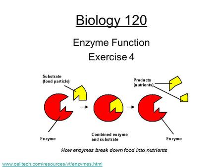 Biology 120 Enzyme Function Exercise 4 www.celltech.com/resources/vt/enzymes.html.