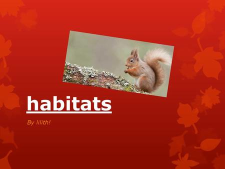 Habitats By lilith!. Contents Animals that I am going to look at How the creatures have adapted to their habitats Animal facts Animal fun.