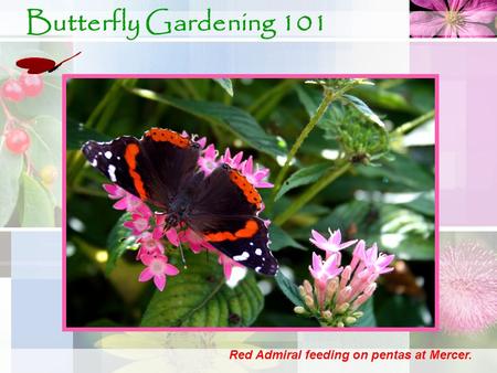 Butterfly Gardening 101 Red Admiral feeding on pentas at Mercer.
