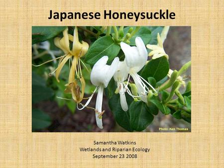 Japanese Honeysuckle Samantha Watkins Wetlands and Riparian Ecology September 23 2008.