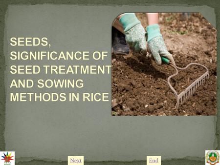 NextEnd. Rice is the most important food crop of the world. Seed treatment of rice is practiced to control pest and diseases and to fix atmospheric nitrogen.