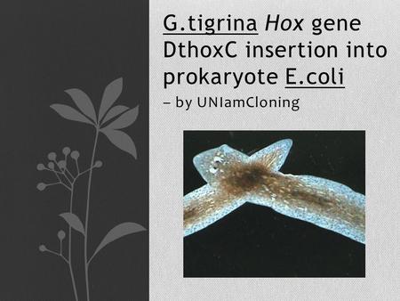G.tigrina Hox gene DthoxC insertion into prokaryote E.coli – by UNIamCloning.