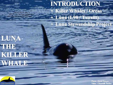 LUNA THE KILLER WHALE INTRODUCTION Killer Whales / Orcas
