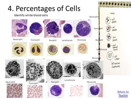 4. Percentages of Cells Identify white blood cells Toolkit Return to