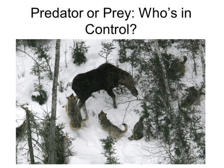 Predator or Prey: Who’s in Control?. Many real populations look like this. Why?