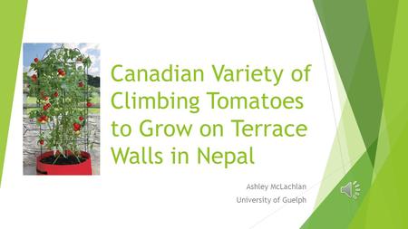 Canadian Variety of Climbing Tomatoes to Grow on Terrace Walls in Nepal Ashley McLachlan University of Guelph.