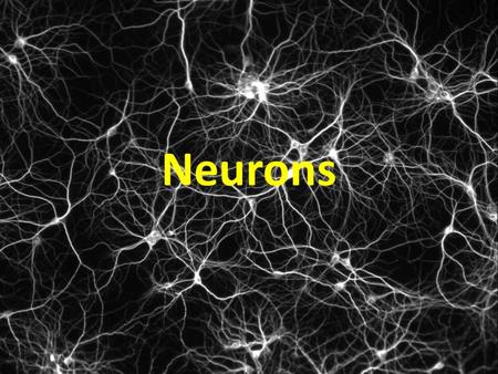 Neurons Neurons are highly specialized cells. A neuron has four parts. 1. cell body has nucleus and organelles 1 Cell body 2. dendrites receive impulses.