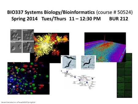 BIO337 Systems Biology/Bioinformatics (course # 50524) Spring 2014 Tues/Thurs 11 – 12:30 PM BUR 212 Edward Marcotte/Univ. of Texas/BIO337/Spring 2014.