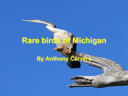 Rare birds of Michigan By Anthony Cervera. Pacific Loon Size: 58-74 cm(23-29 in.).Size: 58-74 cm(23-29 in.). Wingspan: 110-128 cm (43-50 in.).Wingspan: