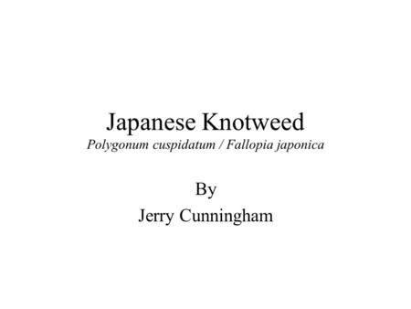 Japanese Knotweed Polygonum cuspidatum / Fallopia japonica By Jerry Cunningham.