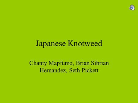 Japanese Knotweed Chanty Mapfumo, Brian Sibrian Hernandez, Seth Pickett.