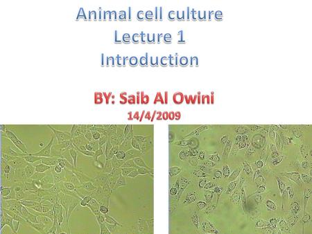 Animal cell culture Lecture 1 Introduction