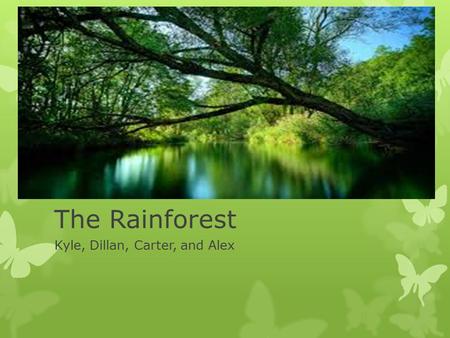 The Rainforest Kyle, Dillan, Carter, and Alex. Rainforest Locations  Most rainforests are located in South America  Very little rainforest is in Australia.