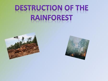 Rainforest destruction is the mass cutting down of trees in rainforests. Doing this can kill animals and destroy landscapes. Rainforest destruction started.