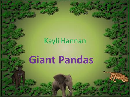 Kayli Hannan Giant Pandas.
