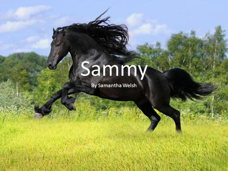 Sammy By Samantha Welsh. There was once a sweet horse named Sammy. She had a family that loved her so much. They were part of a Renaissance Fair,