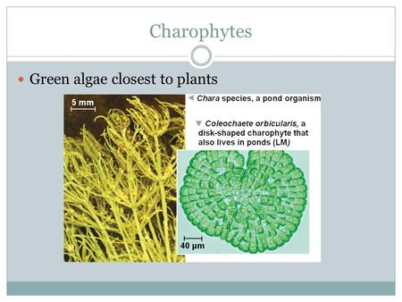 Charophytes Green algae closest to plants.