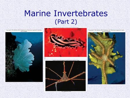 Marine Invertebrates (Part 2). Molluscs  Phylum Mollusca  Numerous, diverse (200,000 species)  Soft body covered by mantle (secretes calcium carbonate.