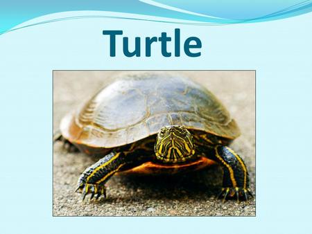 Turtle. General information they are one of the oldest animals on our planet they have existed for over 200,000,000 years can live to be 100 years old.