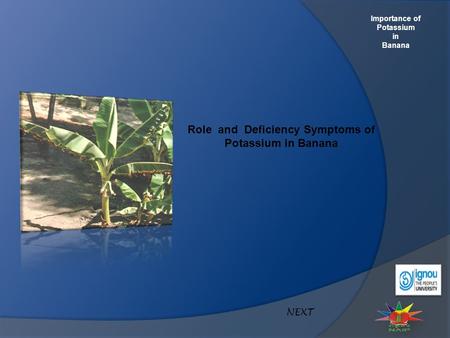 Importance of Potassium in Banana Role and Deficiency Symptoms of Potassium in Banana NEXT.