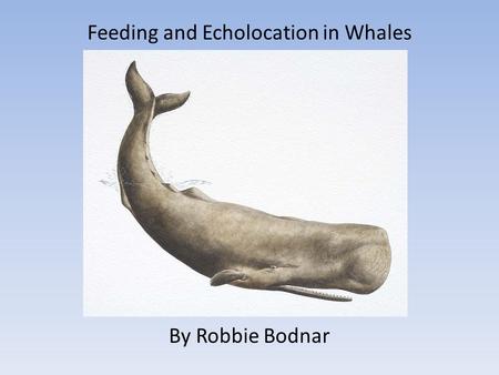 Feeding and Echolocation in Whales By Robbie Bodnar.
