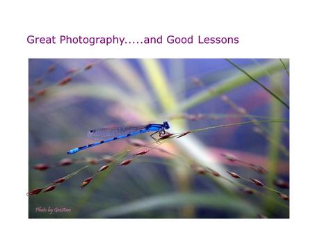 Great Photography.....and Good Lessons Catch the moment - Perfect photography!