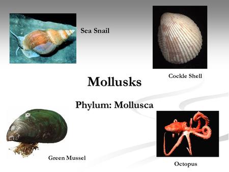 Mollusks Phylum: Mollusca Sea Snail Cockle Shell Green Mussel Octopus.