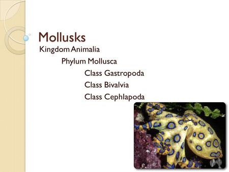 Mollusks Kingdom Animalia Phylum Mollusca Class Gastropoda Class Bivalvia Class Cephlapoda.