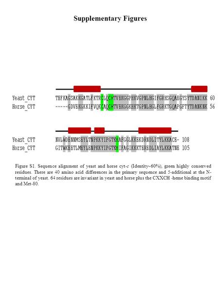 Figure S1. Sequence alignment of yeast and horse cyt-c (Identity~60%), green highly conserved residues. There are 40 amino acid differences in the primary.