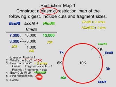 Restriction Map 1 Construct a plasmid restriction map of the following digest. Include cuts and fragment sizes. EcoRI EcoRI + HindIII 7,0006,00010,000.