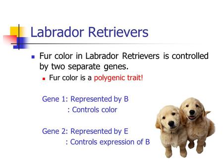 Labrador Retrievers Fur color in Labrador Retrievers is controlled by two separate genes. Fur color is a polygenic trait! Gene 1: Represented by B : Controls.