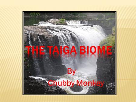 By Chubby Monkey THE TAIGA IS THE LARGEST BIOME IN THE WORLD. IT STRETCHES OVER 5300 SQUARE MILES. ITS NAME IS ALSO CALLED THE NEEDLE LEAF FOREST.