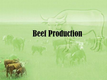 Beef Production. Terms to Know Polled –born naturally without horns Horned –Born naturally with the ability to grow horns….may never grow though Marbling.