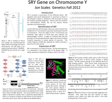 SRY Gene on Chromosome Y Jon Scales Genetics Fall 2012 1 GTAACAAAGAATCTGGTAGAAGTGAGTTTTGGATAGTAAAATAAGTTTCGAACTCTGGCA 61 CCTTTCAATTTTGTCGCACTCTCCTTGTTTTTGACAATGCAATCATATGCTTCTGCTATG.
