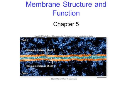 Membrane Structure and Function Chapter 5. 2 Membrane Structure The fluid mosaic model of membrane structure contends that membranes consist of: -phospholipids.
