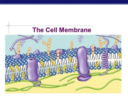 AP Biology 2007-2008 The Cell Membrane AP Biology Membrane Function  Outer plasma membrane  Forms a boundary between a living cell and its surroundings.