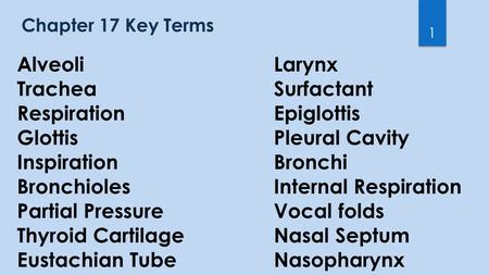 Chapter 17 Key Terms 1 AlveoliLarynx TracheaSurfactant RespirationEpiglottis GlottisPleural Cavity InspirationBronchi BronchiolesInternal Respiration Partial.